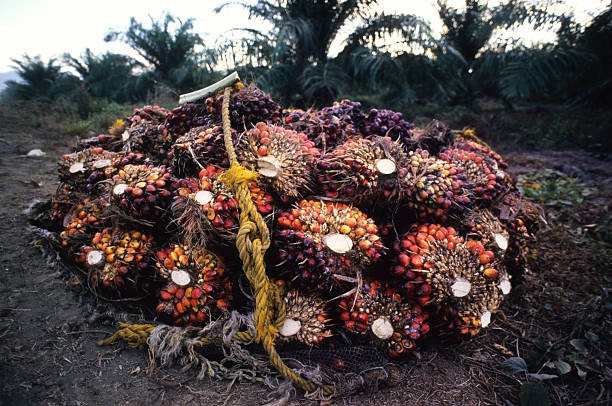 Oil Palm Harvest stock photo