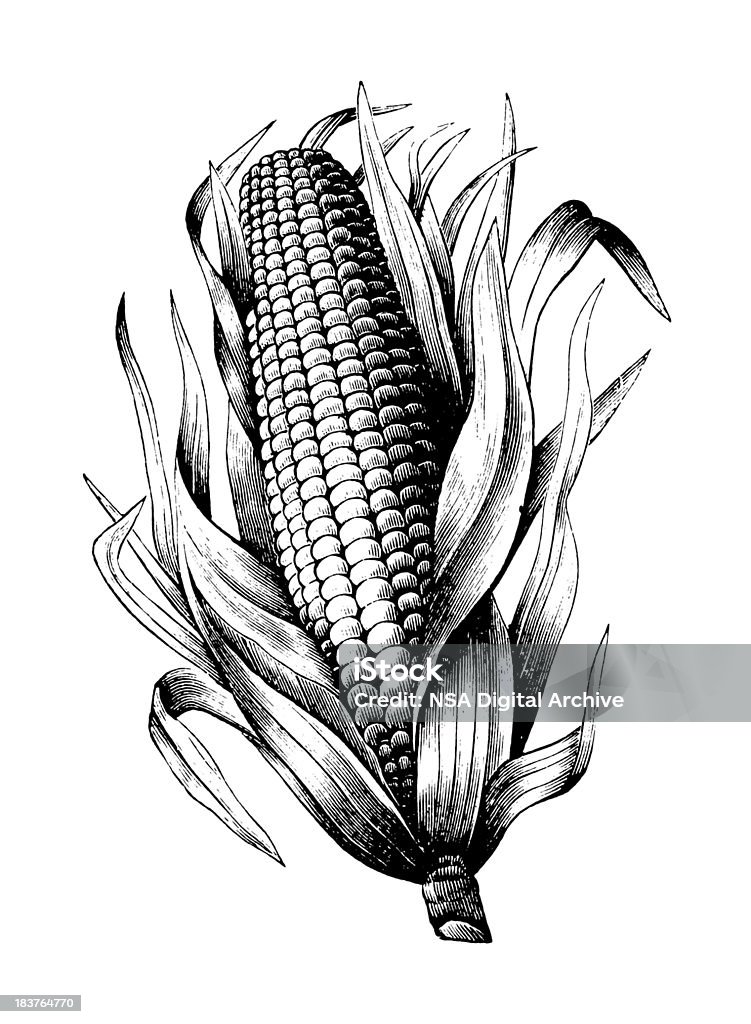 Maize "Antique engraving of a maize, isolated on white. Very high XXXL resolution image scanned at 600 dpi. Original artowrk (public domain) is published in Specimens des divers caract" Corn stock illustration