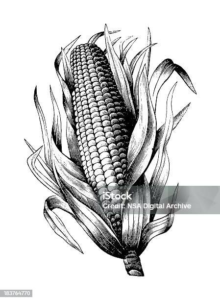 Maize Stock Illustration - Download Image Now - Corn, Corn - Crop, Illustration