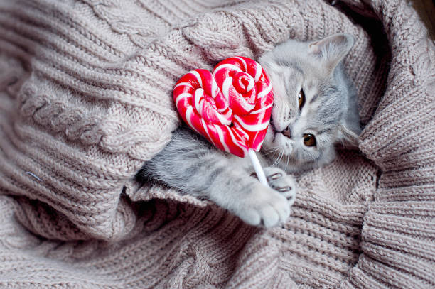 istock Funny gray cat licks a pink lollipop. 1837648167