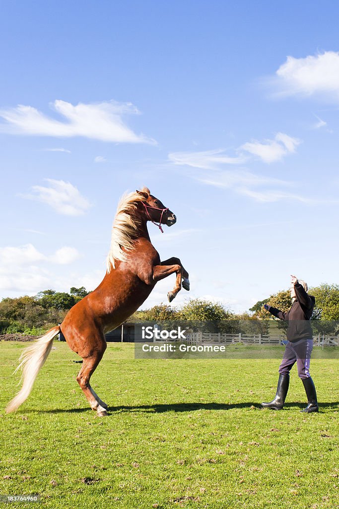 Para cima-jovem escolas seu cavalo para trás no comando - Foto de stock de Cavalo - Família do cavalo royalty-free