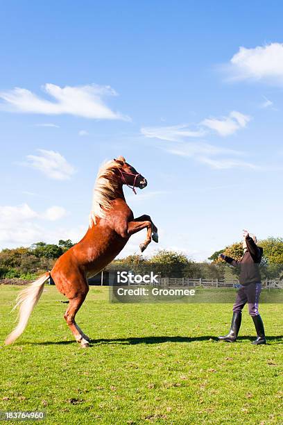 Foto de Para Cimajovem Escolas Seu Cavalo Para Trás No Comando e mais fotos de stock de Cavalo - Família do cavalo