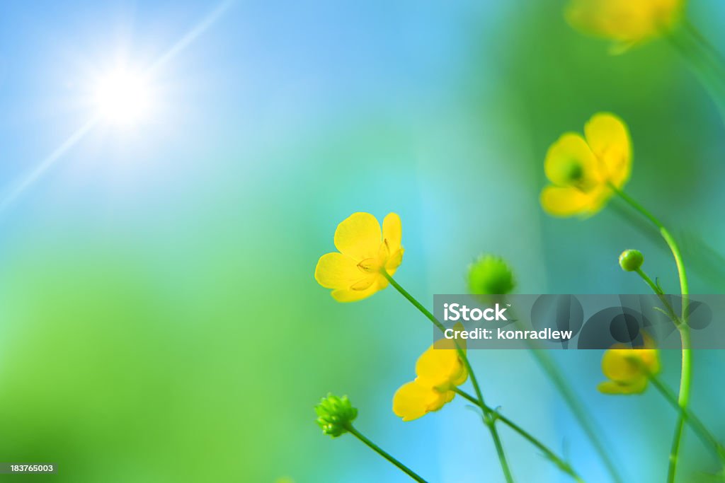 Sping Prato-fiori gialli guardando verso il sole - Foto stock royalty-free di Ambientazione esterna