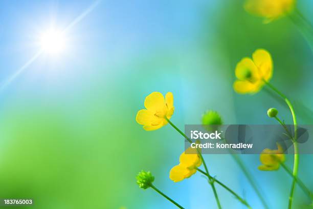 Sping Лугжелтые Цветы Глядя В Сторону На Солнце — стоковые фотографии и другие картинки Без людей - Без людей, Весна, Время года