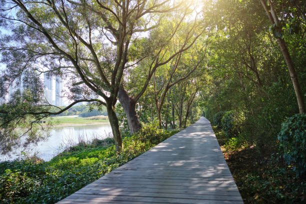 istock Wooden path in the forest 1837650308