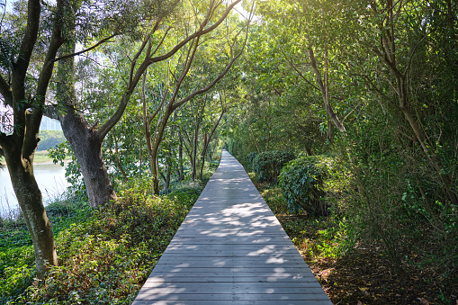 Wooden walkway in pond