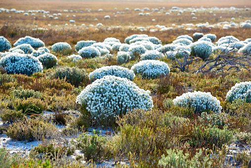 Everlastings (Syncarpha vestita). Also called by the following name: Cape snow. Fynbush,  Desert flower in South Africa.