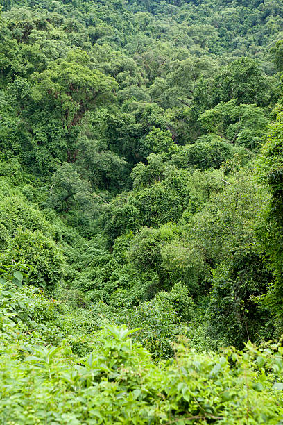 istock Argentina rainforest near Salta 183765173