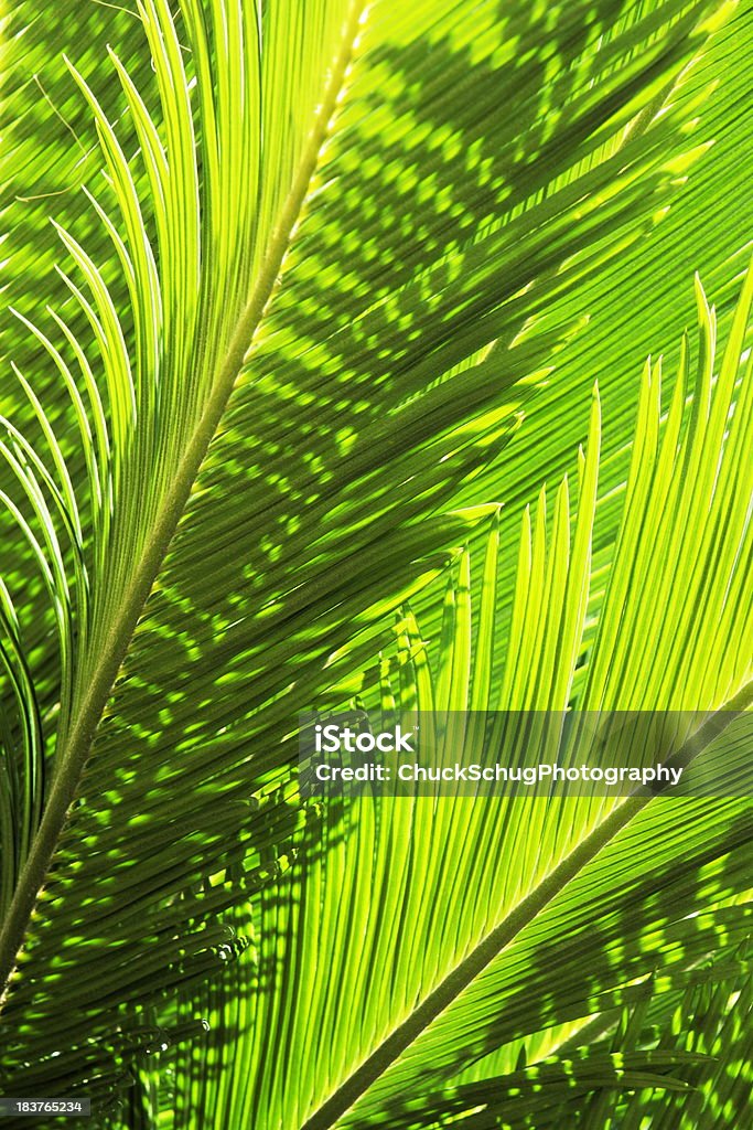Tropical de feuille de fougère Palmes - Photo de Arbre tropical libre de droits