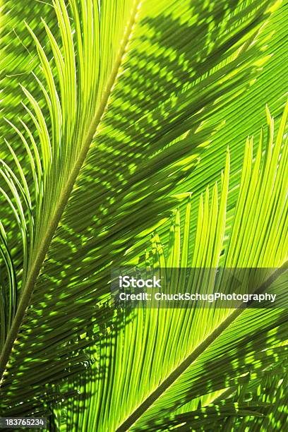 Photo libre de droit de Tropical De Feuille De Fougère Palmes banque d'images et plus d'images libres de droit de Arbre tropical - Arbre tropical, Au bord de, Beauté de la nature