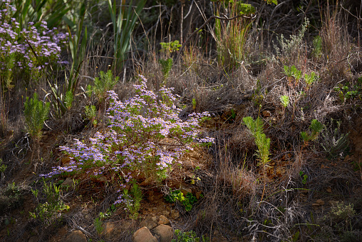 Flowers, plants and trees on mountain side in South Africa, Western Cape