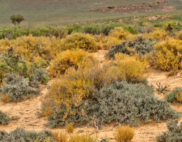 Wild Flowers, plants and trees in the nature around  Cape Town, South Africa,