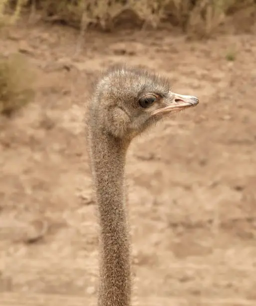 A wild ostrich by the ocean in South Africa