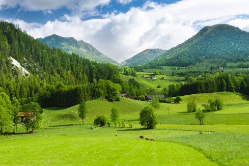 A beautiful alpine field in southern Germany. Grass in the foreground with distant woods and summit.