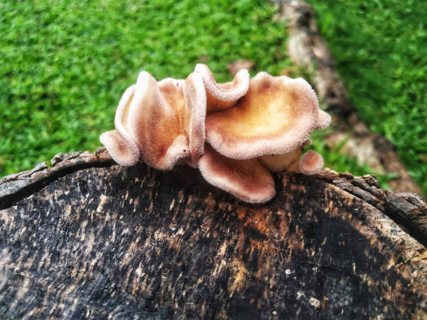 istock mushrooms attached to wood stems 1837656734