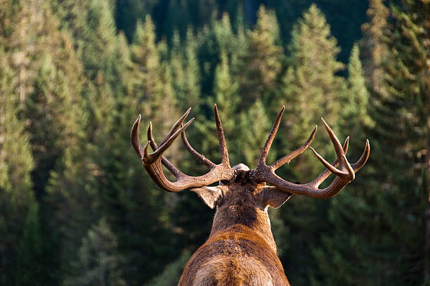 call of the wild - famille du cerf photos et images de collection