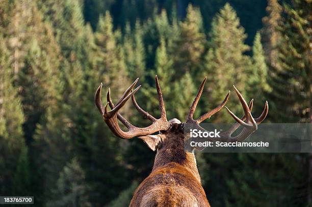 Call Of The Wild Stock Photo - Download Image Now - Hunting - Sport, Animal, Animal Themes