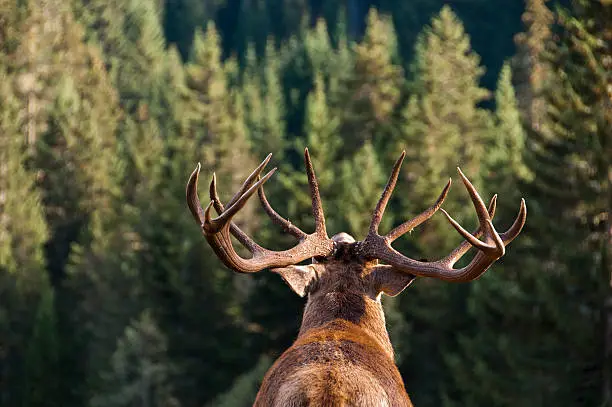 "Male deer sounding his call to the forest.All my Photographs are edited from RAW files, profiled in AdobeRGB colorspace and professionally retouched to improve the image quality.More photos of deers"