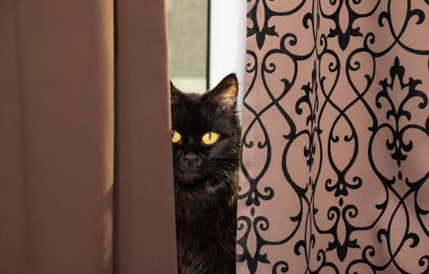 Black cat sitting on window sill and looks out from behind the curtains