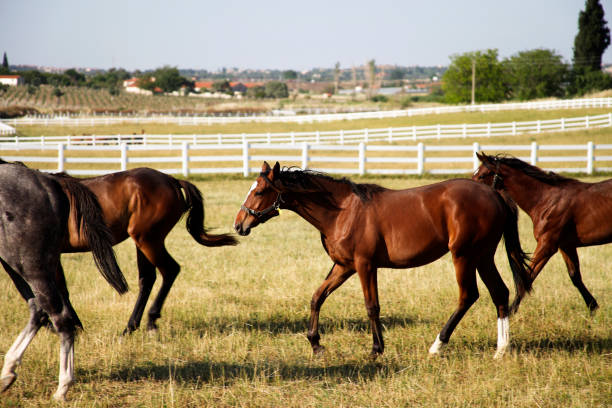 istock Racehorses in a ranch 183765873