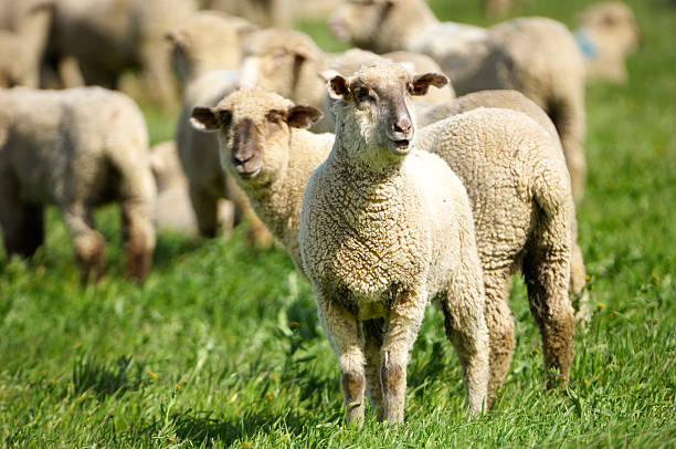 istock Herd of Domestic Sheep 183765989