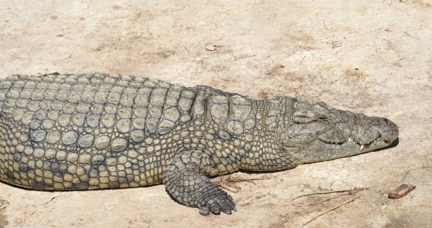 istock Crocodiles bask in the sun 1837659983