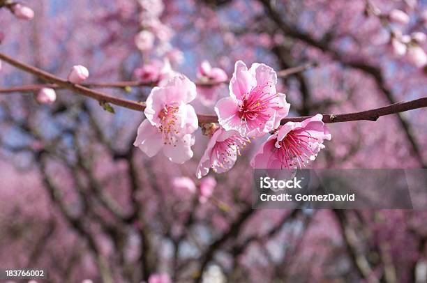 Photo libre de droit de Gros Plan De Pêcher Le Printemps Éclot banque d'images et plus d'images libres de droit de Agriculture - Agriculture, Arbre, Arbre en fleurs