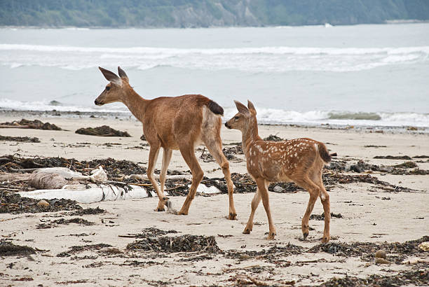 Doe and Fawn Walking on the Beach This Blacktail Deer (Odocoileus hemionus) doe and fawn were photographed while walking on the Pacific Ocean beach at Sand Point in Olympic National Park, USA. jeff goulden olympic national park stock pictures, royalty-free photos & images