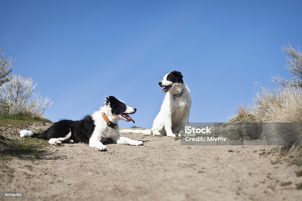 Dos perros felices - Foto de stock de Aire libre libre de derechos