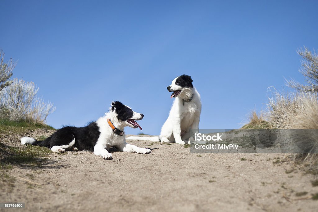 Deux heureux chiens - Photo de Animaux de compagnie libre de droits