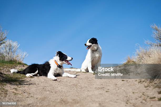 Два Счастливая Собак — стоковые фотографии и другие картинки Белый - Белый, Бордер-колли, Весёлый