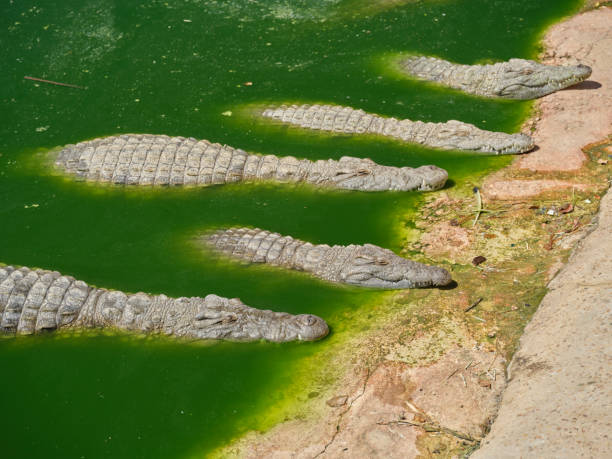 Crocodile Stock Photo