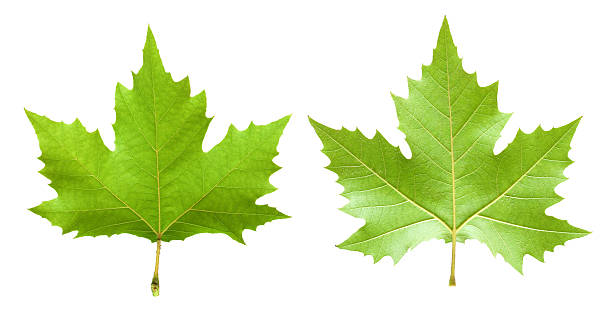 단풍 잎 (xxxl - maple leaf green isolated 뉴스 사진 이미지