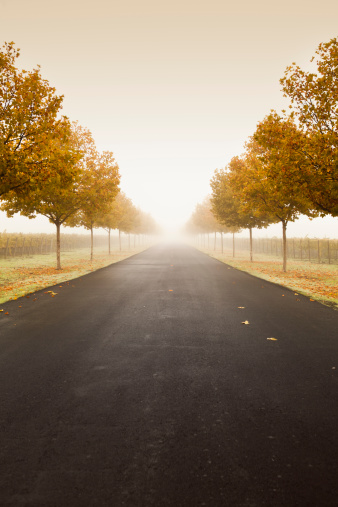 Driveway to a wine vineyard in the foggy morning in Napa USADriveway to a wine vineyard in the foggy morning in Napa USA