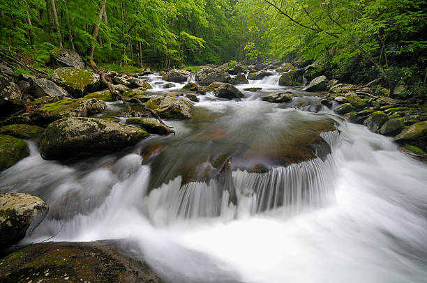 Spring in Tremont at Great Smoky Mountains National Park "Cascades in the middle prong of the Little Pigeon River in Tremont of Great Smoky Mountains National Park, Tennessee, USA in mid May." tremont stock pictures, royalty-free photos & images