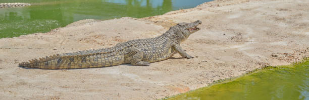 istock Crocodiles bask in the sun 1837663639