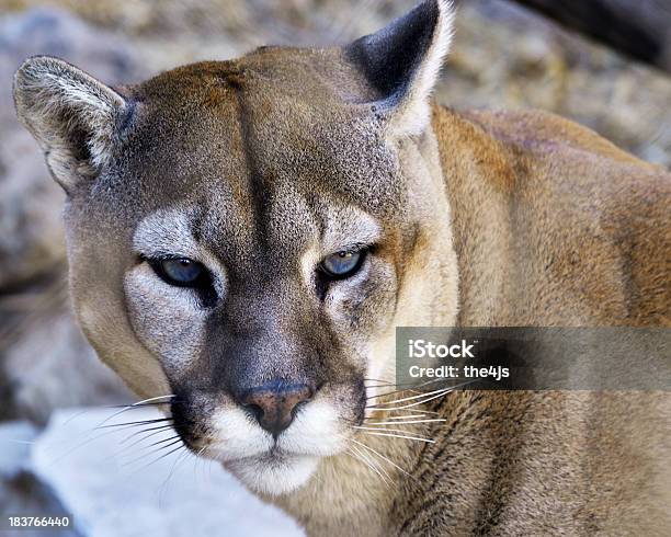 Mountain Lion Porträt Stockfoto und mehr Bilder von Fotografie - Fotografie, Puma - Raubkatze, Einzelnes Tier