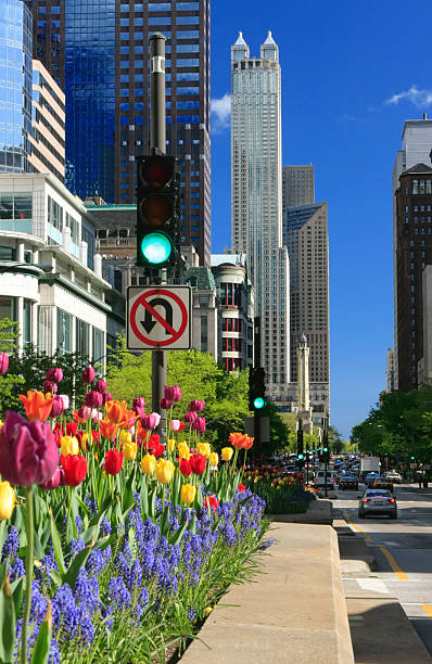 istock North Michigan Avenue Tulips in Chicago 183766630