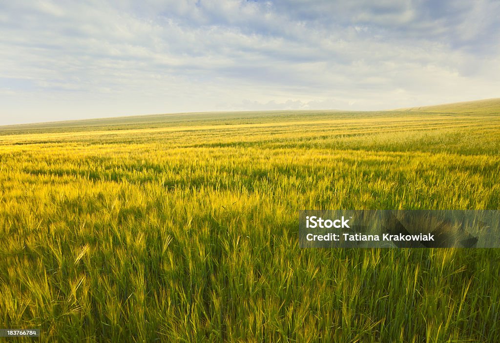 Golden grãos campo - Foto de stock de Agricultura royalty-free