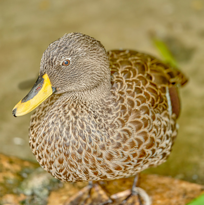 Duck by the water