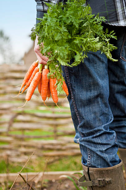 Gardener Holding Fresh Organic Carrots stock photo