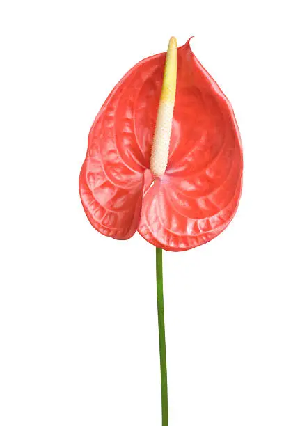 Red flower on a white background.