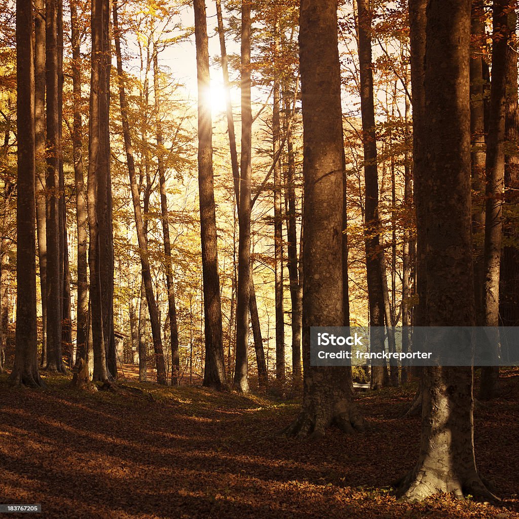 Sunbeams in paesaggi autunno foresta - Foto stock royalty-free di Acero