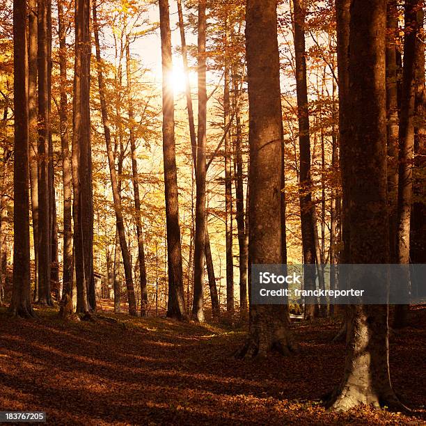 Sunbeams In Paesaggi Autunno Foresta - Fotografie stock e altre immagini di Acero - Acero, Alba - Crepuscolo, Albero