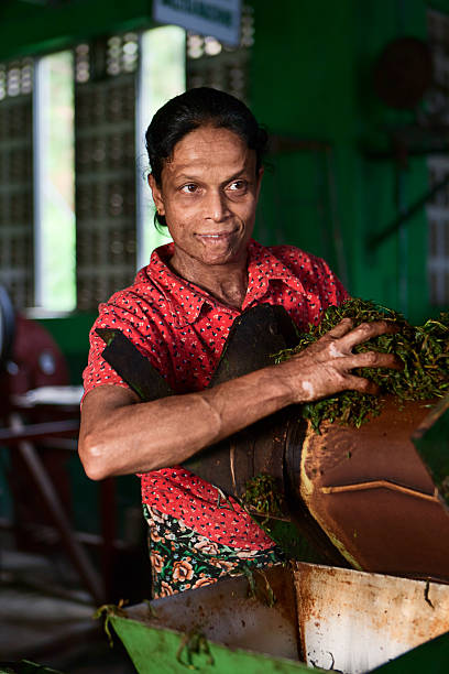 istock Tamil tea pickers, Sri Lanka 183767216