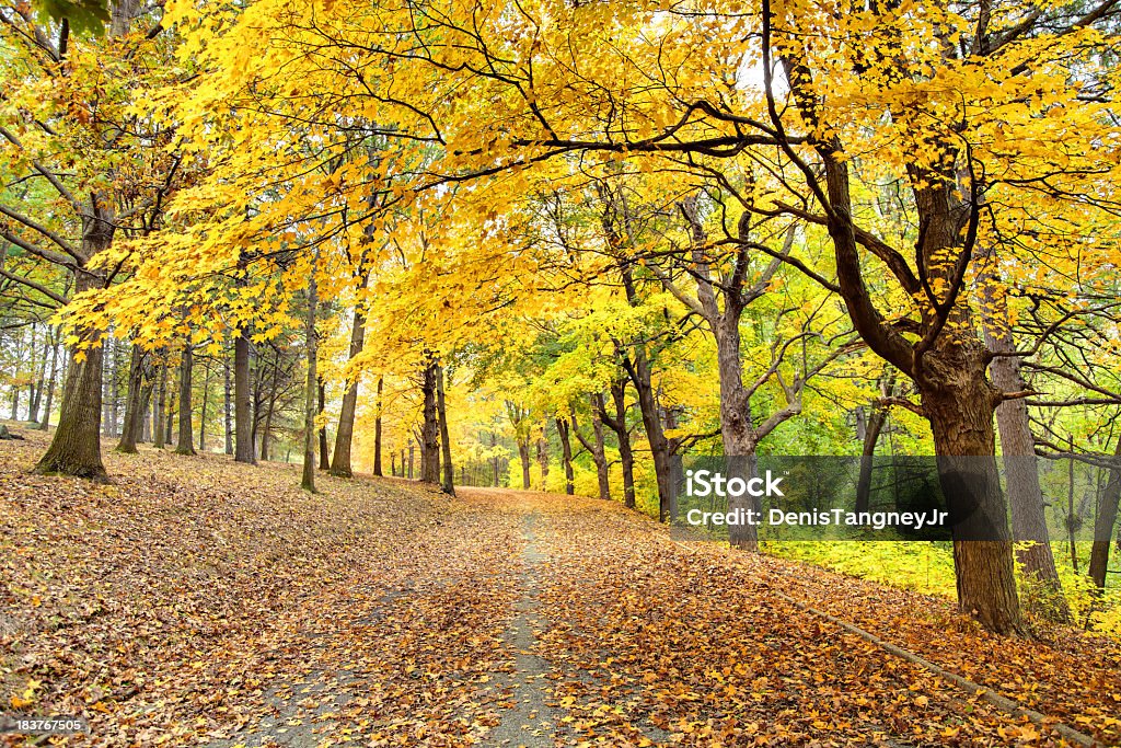 De otoño Road - Foto de stock de Aire libre libre de derechos