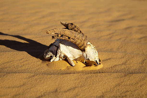 istock Goat skull and horns in Libyan Sahara desert 183767621