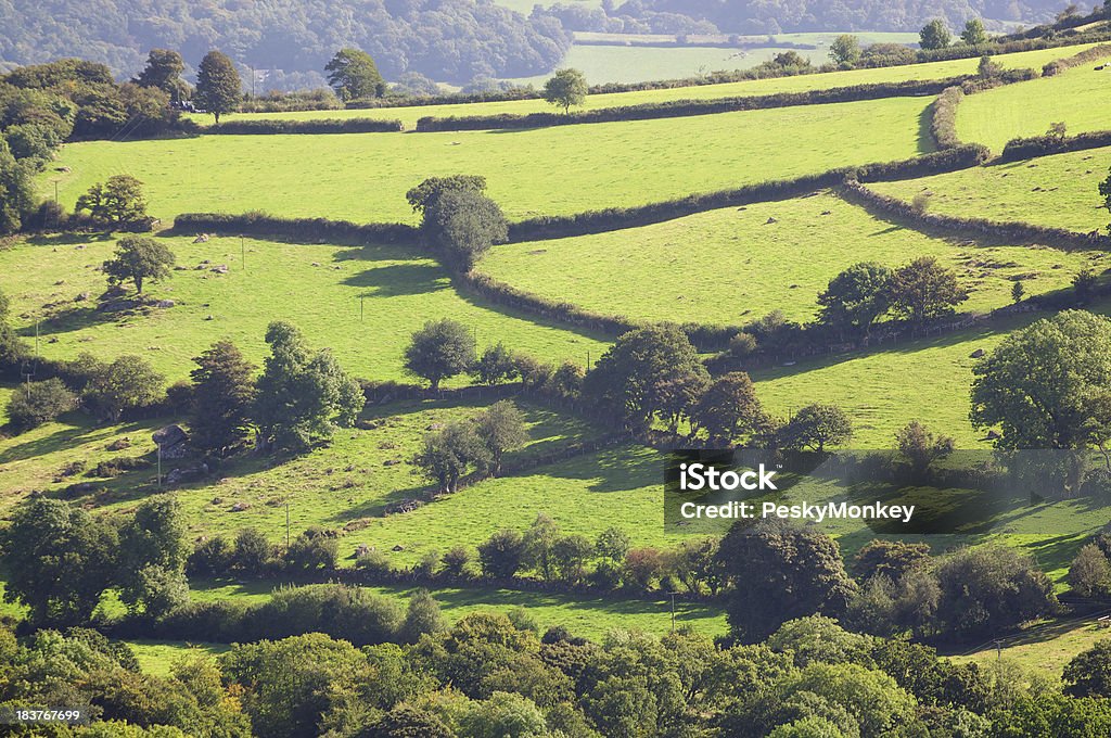 Rolling Green Hills English Landscape Criss-crossing hedgerows make a patchwork of fields across rolling English landscape Agricultural Field Stock Photo