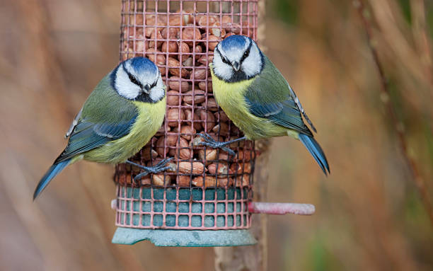 Pair of Feeding Blue Tits Two Blue Tits (Parus caeruleus) take a pause from feeding to look at camera. Shallow depth of field with focus on left bird's fethers & face. bird feeder photos stock pictures, royalty-free photos & images