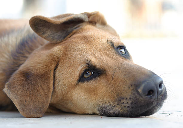 Sad brown dog lying down on floor stock photo